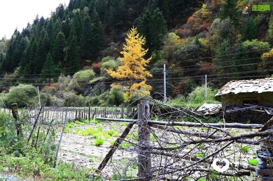 斑斓的色彩与蓝天、白云、山川、河流构成一幅金秋画卷，像是上帝打翻了调色盘。