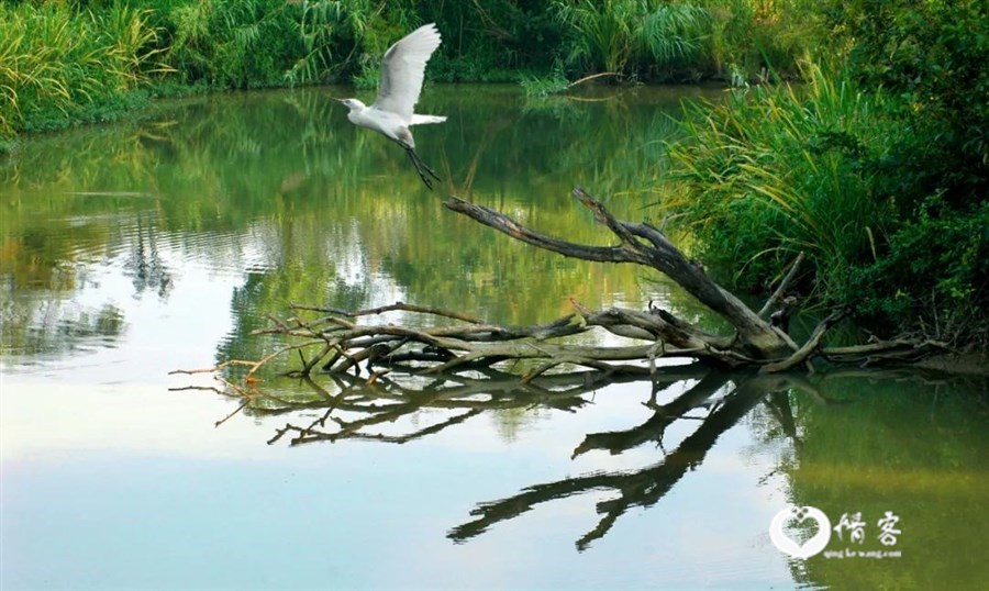 西溪湿地，白鹭振翅（杭州西溪湿地公园管理委员会提供）