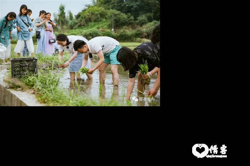 插秧体验活动  黟县发布 图