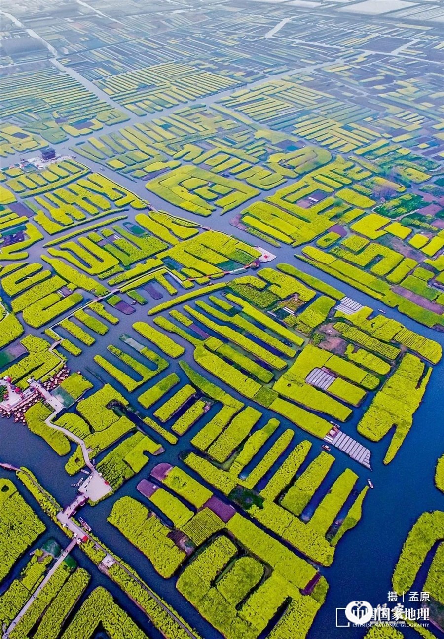 浙江杭嘉湖平原上的水稻垛田 摄影/孟原 图自《中国国家地理》2019年第10期