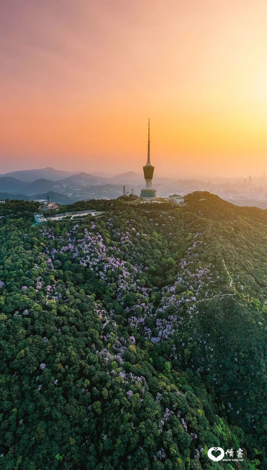 △“深圳第一高峰”梧桐山杜鹃花开。 /视觉中国