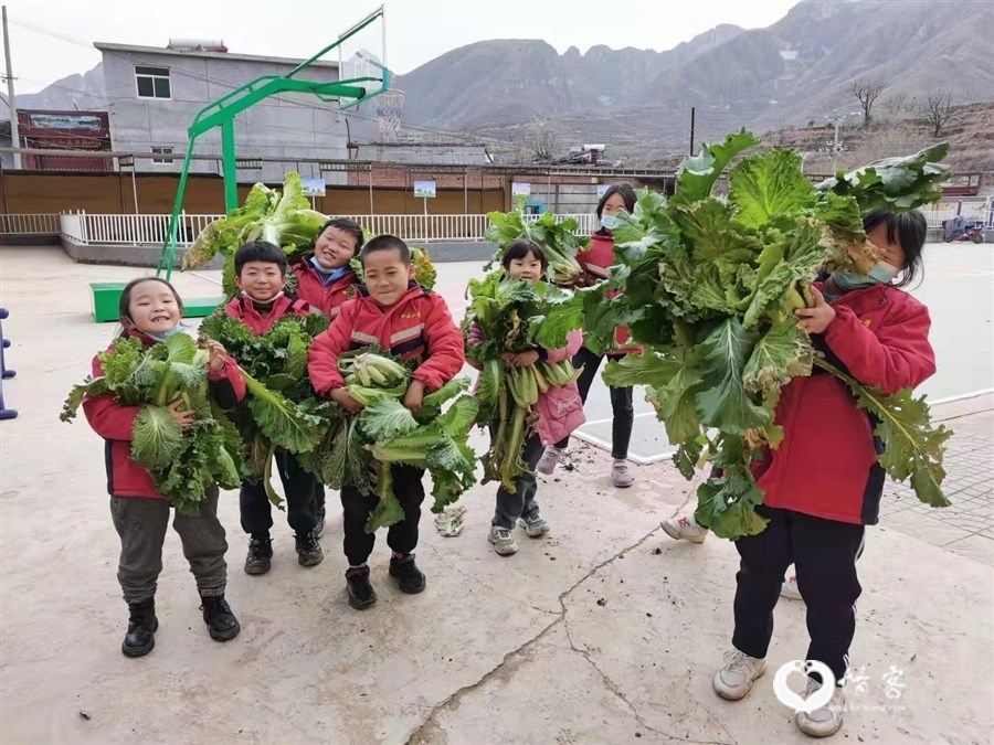 11月，岭后小学的孩子们采摘自己种的白菜。受访者供图